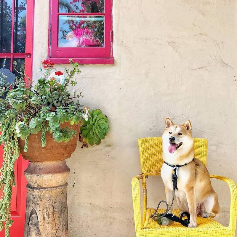 Pogi’S Dog Poop Bags - 10 Rolls (150 Doggie Poop Bags)