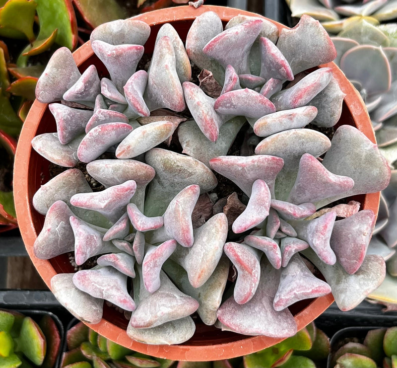 Echeveria Cubic Frost