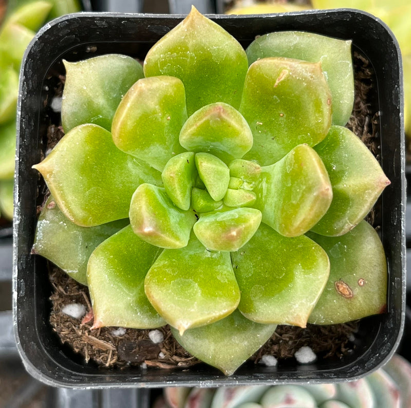 Echeveria 'Sprout n Green'