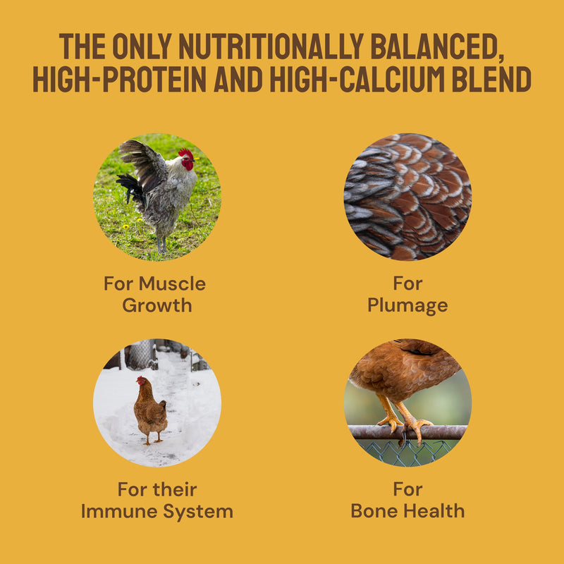 Early Bird Grubs & Grits (Poultry Granola)