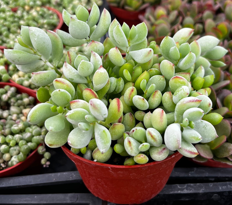 Cotyledon Pendens