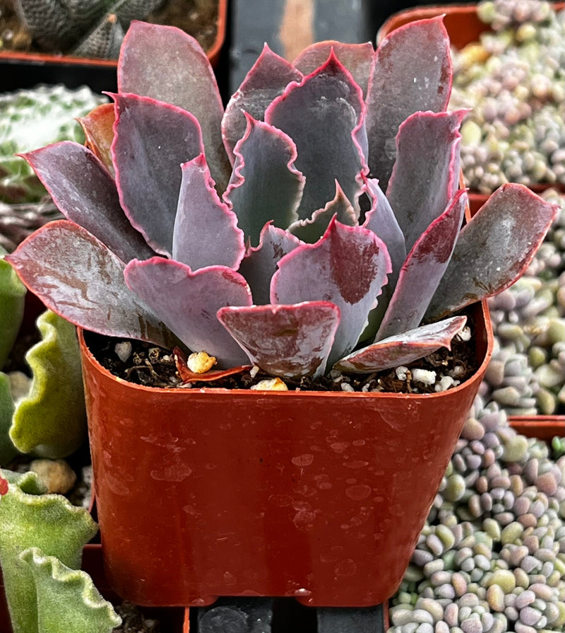 Echeveria Neon Breaker