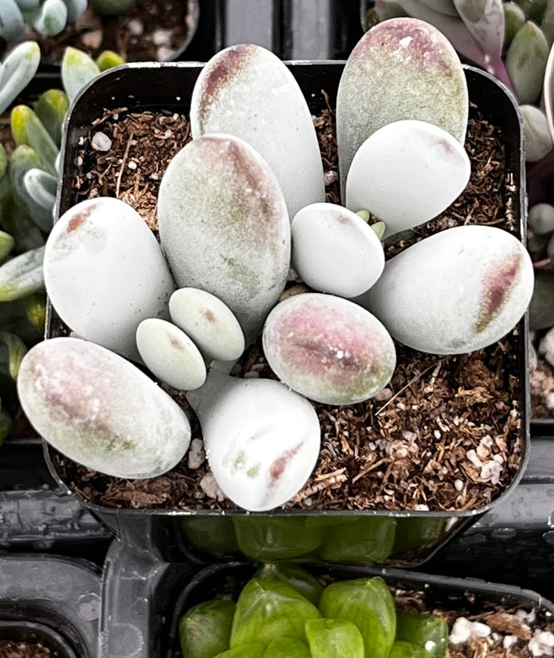 Cotyledon Silver Peak