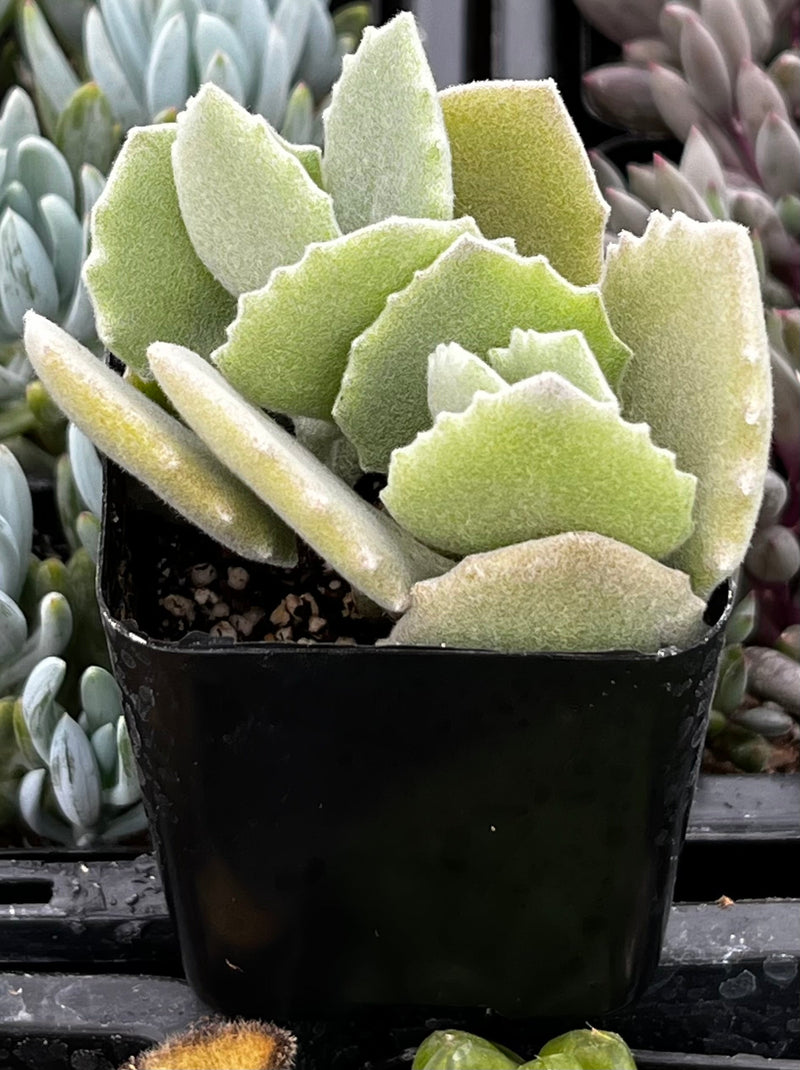 Kalanchoe Milottii