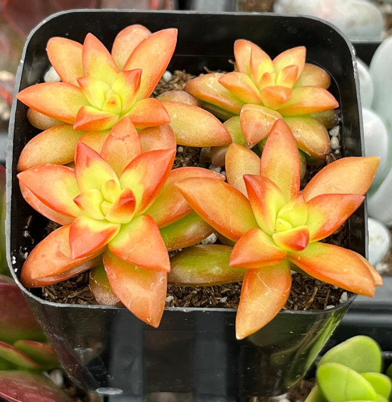 Sedum Shooting Stars