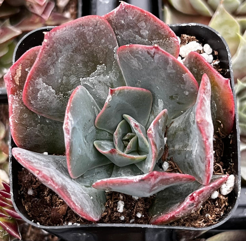 Echeveria Lavender Cloud