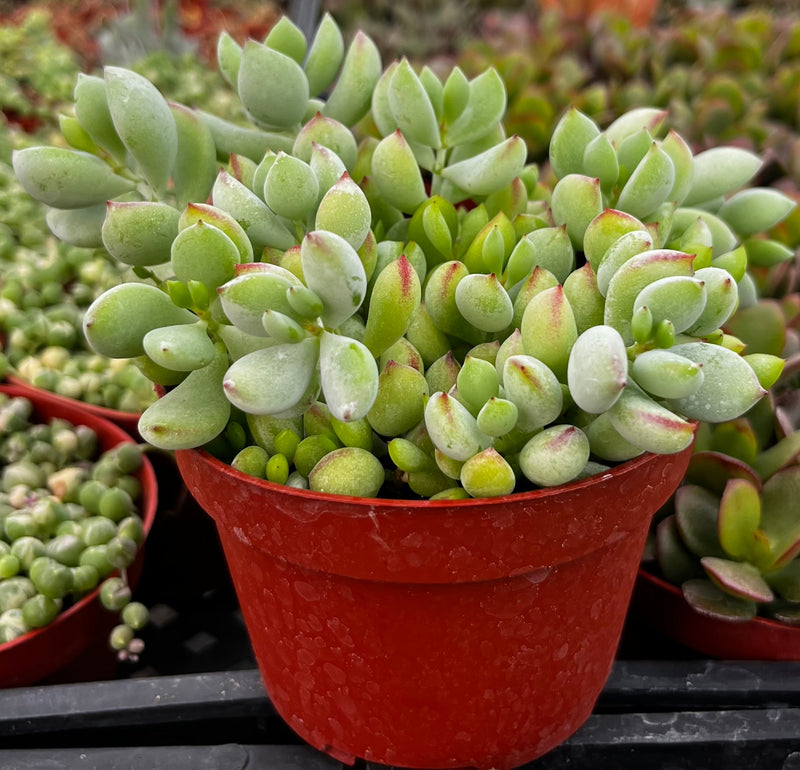 Cotyledon Pendens