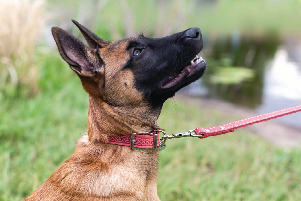 Z Celtic Style Leather Dog Collar