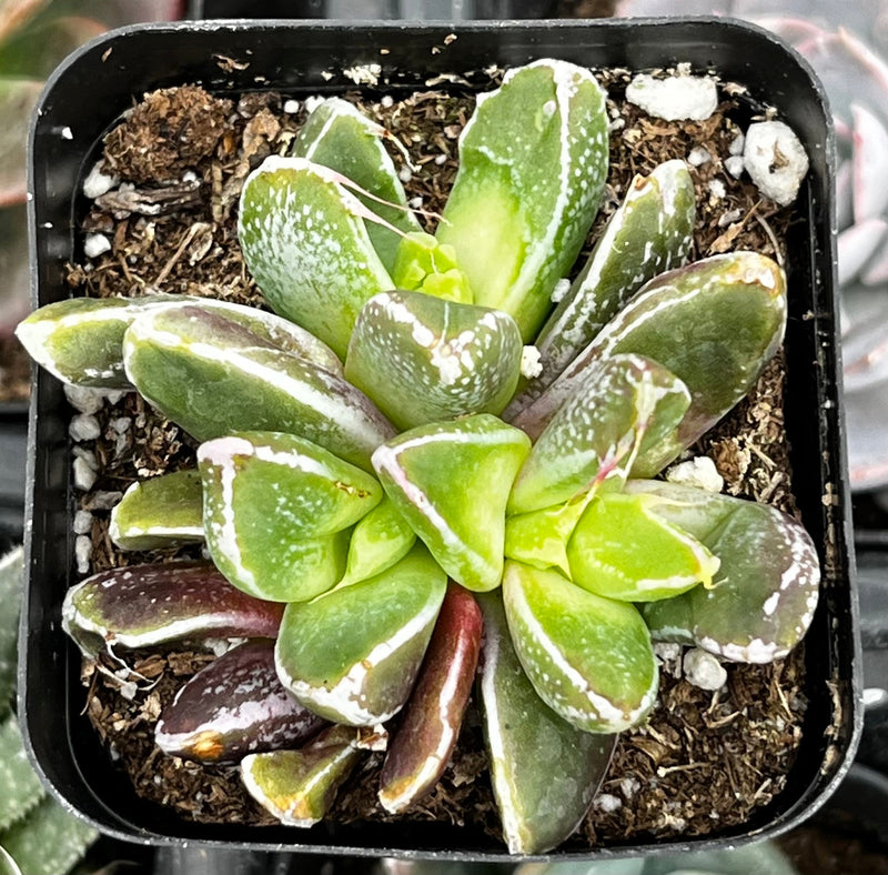 Faumatium Hybrid