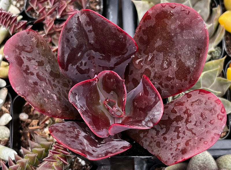 Echeveria Mahogany Rose