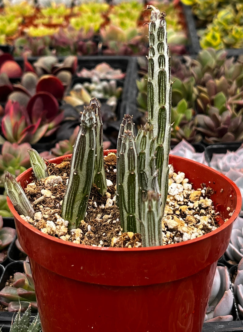 Senecio Stapeliiformis