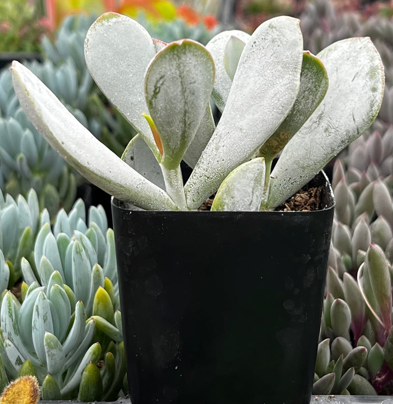 Cotyledon Orbiculata