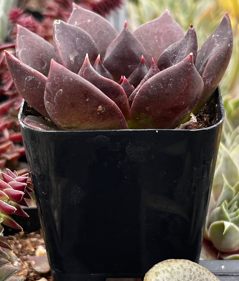Echeveria Black Prince