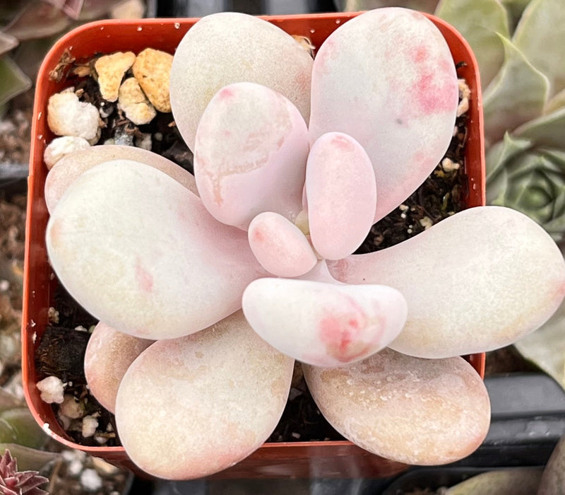 Pink Moonstone Pachyphytum