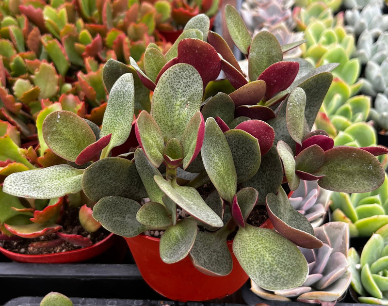 Crassula Pondo Cliff