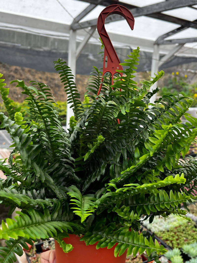 Indoor Hanging Fern Plant