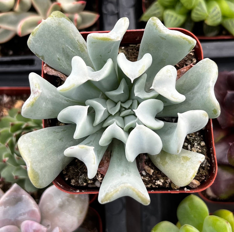 Echeveria Topsy Turvy
