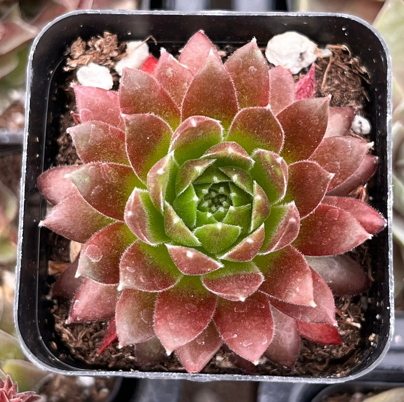 Hen & Chicks Gold Dust