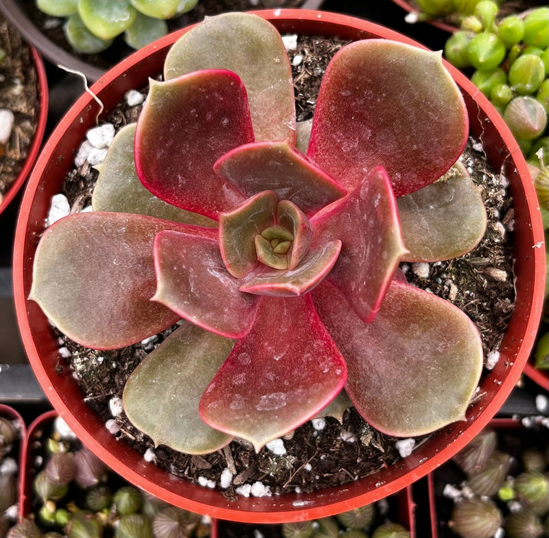 Echeveria Red Ball