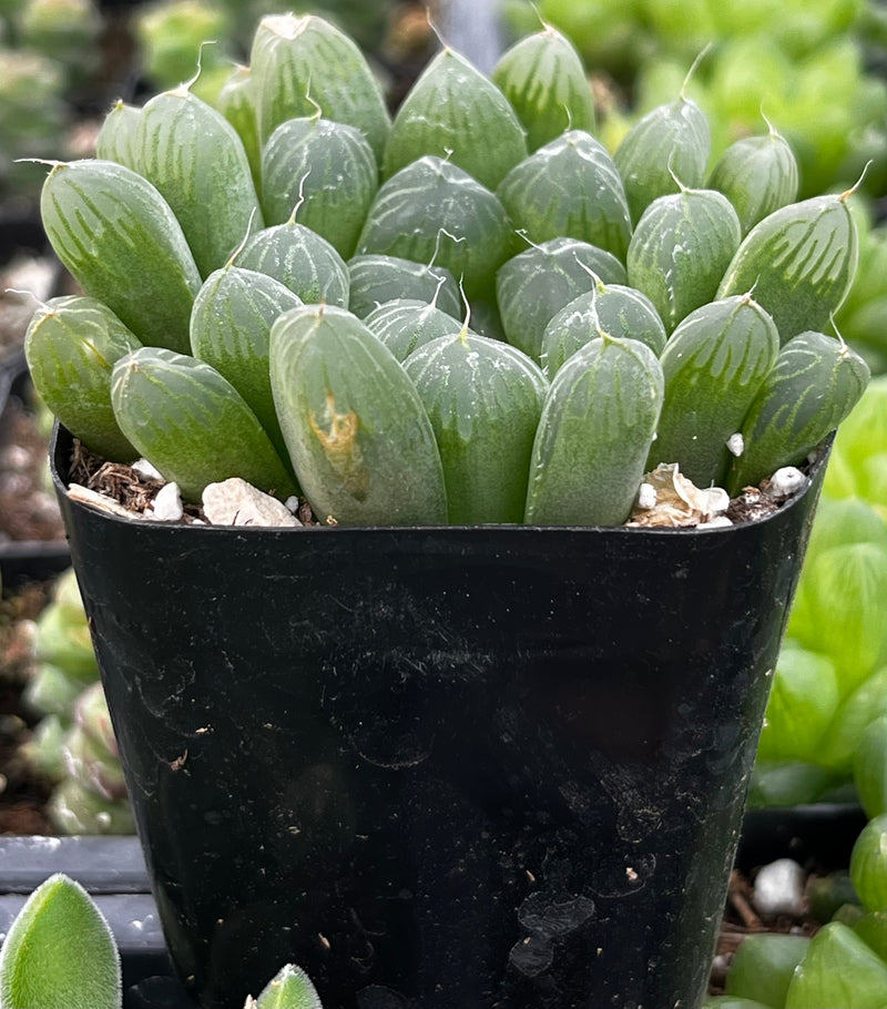 Haworthia Cooperi Var Truncata