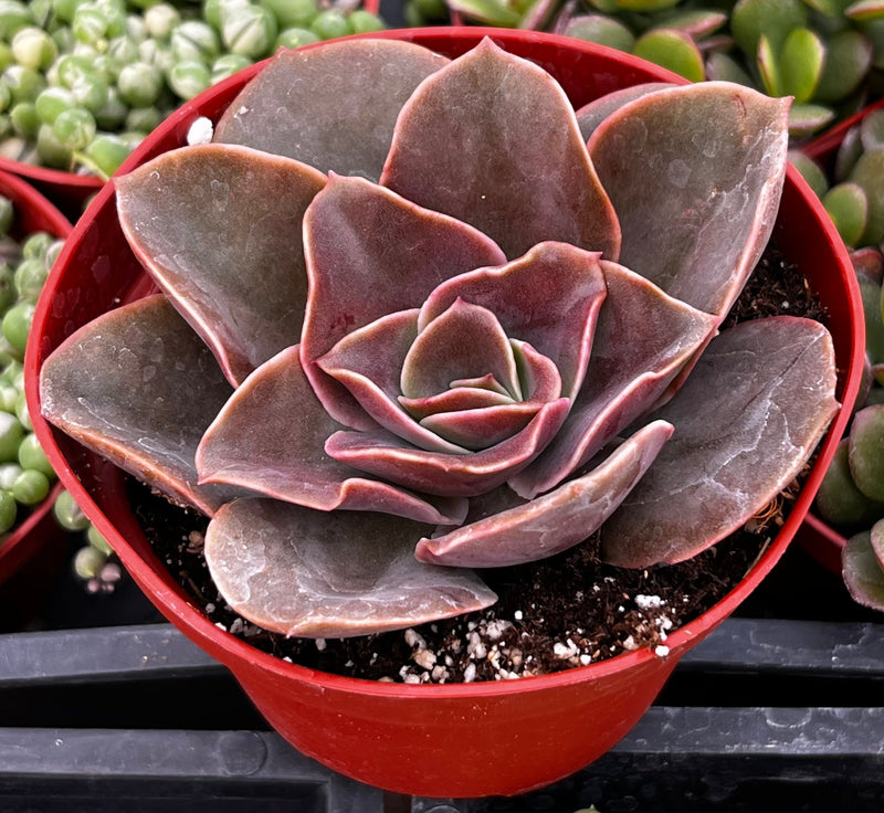 Echeveria Fireglow