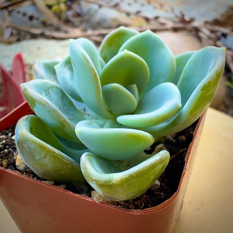 Echeveria Ice Green