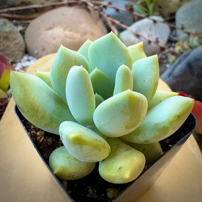 Graptoveria 'Grim One'