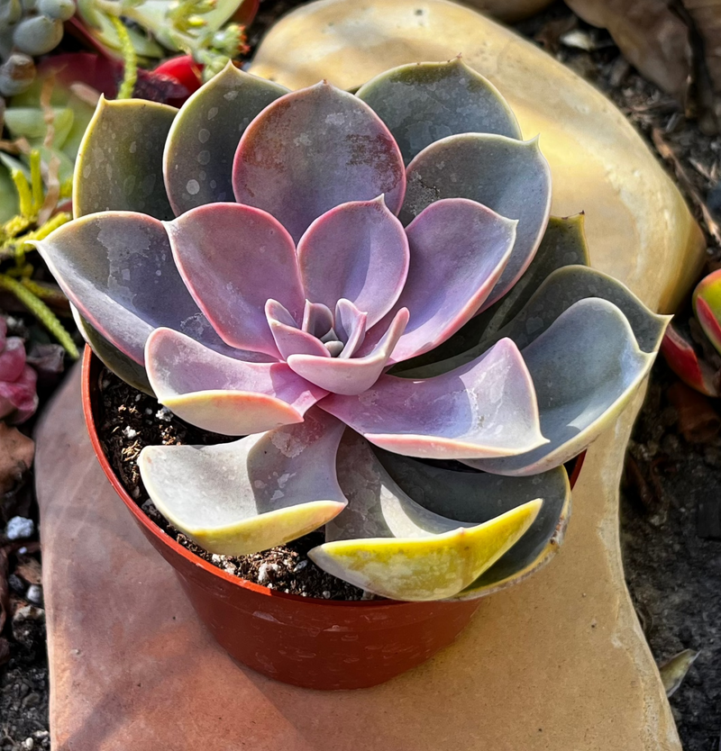 Echeveria 'Perle Von Nurnberg'