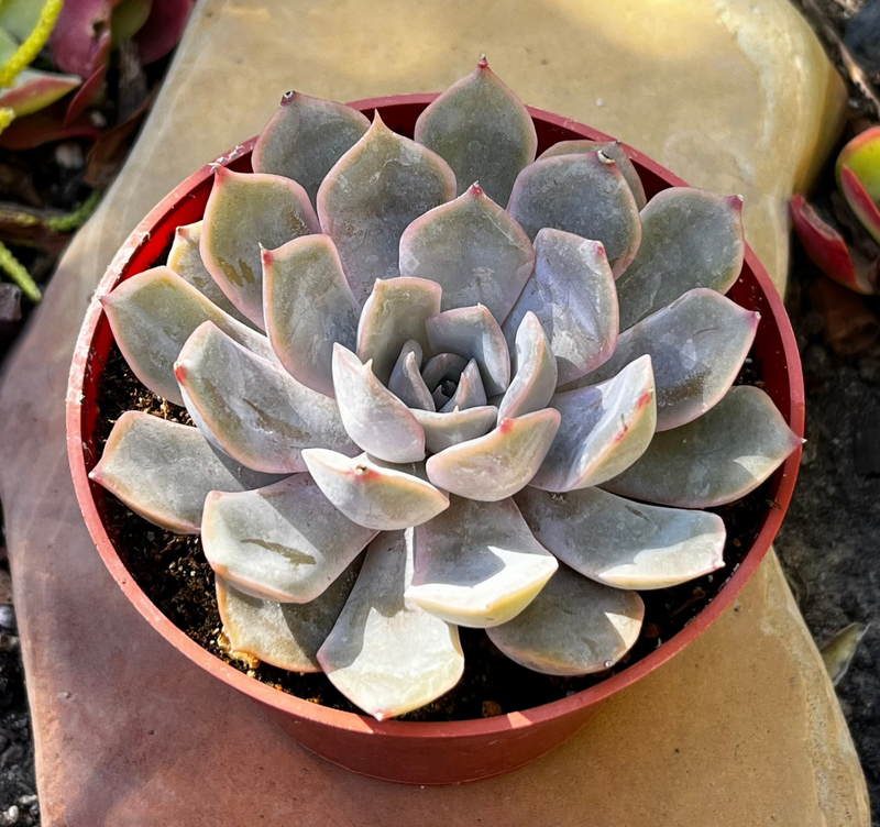 Echeveria Orion