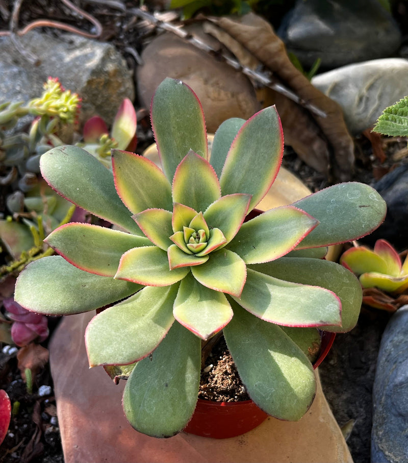 Aeonium Kiwi