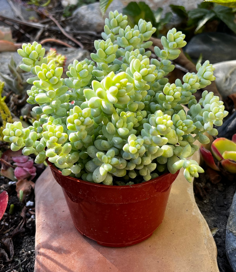 Sedum Donkey's Tail