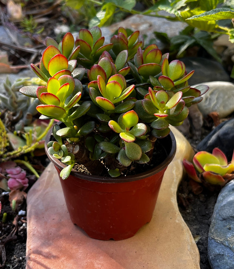 Wholesale Jade Plants