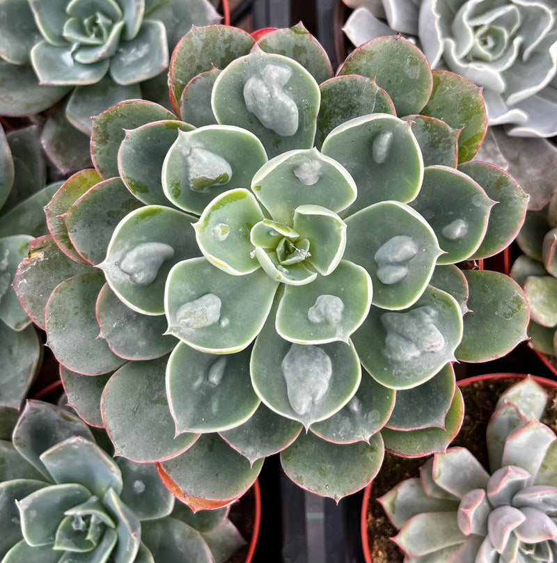 Echeveria Raindrops