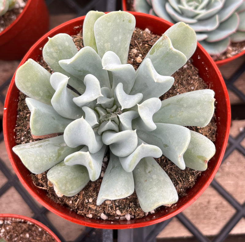 Echeveria Topsy Turvy