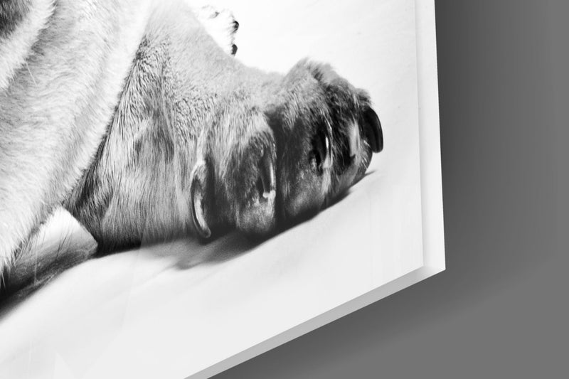 Pug Glass Wall Art