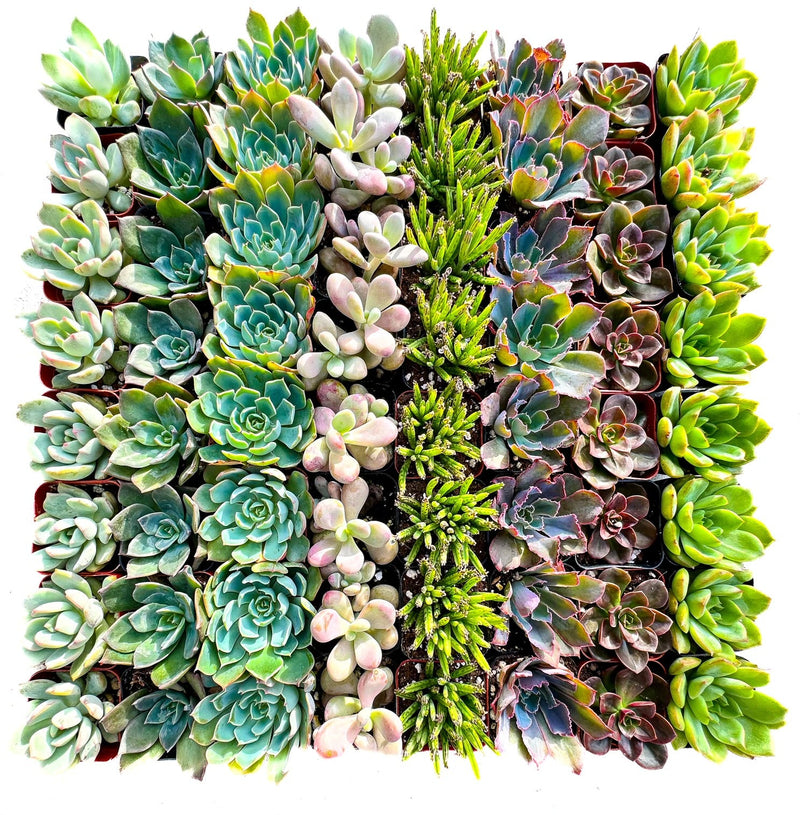 Assorted 2 Inch Succulent Tray