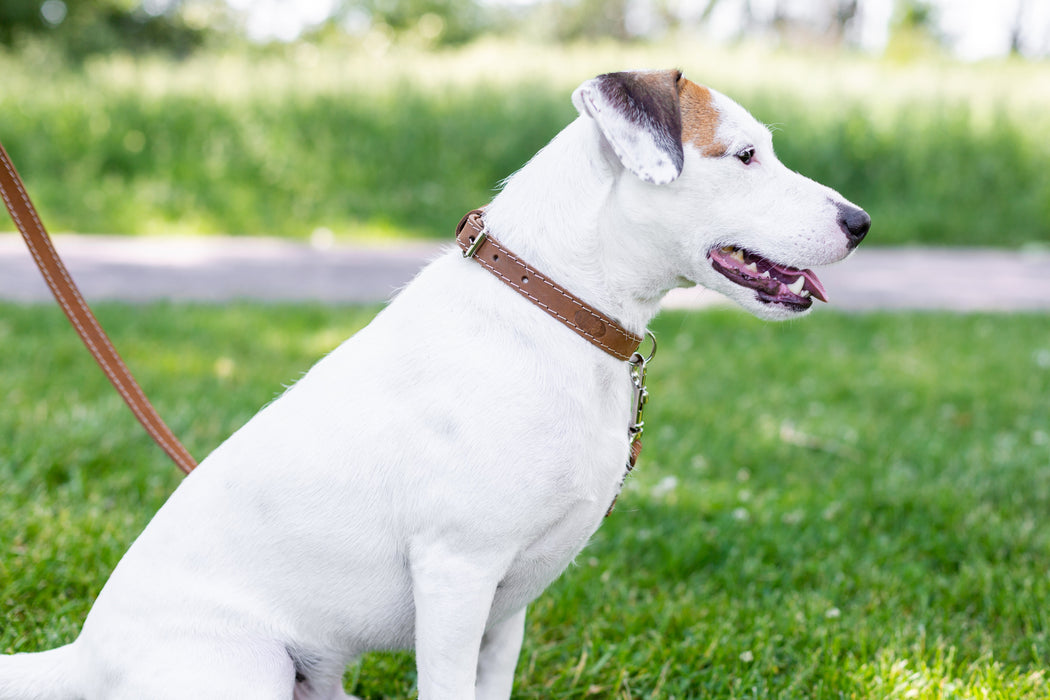 Traditional Style Leather Collar and Leash Set