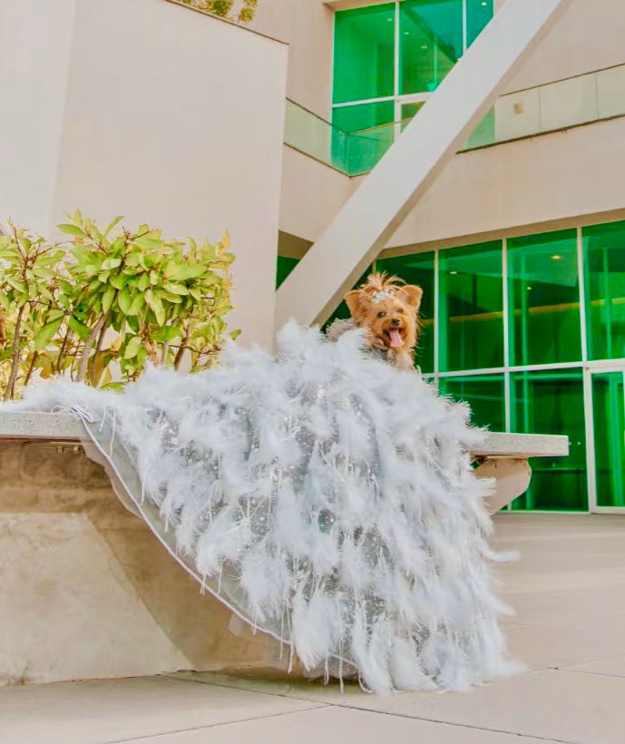 Feather Fantasy Pet Gown | Luxury Dog Dress for Special Occasions