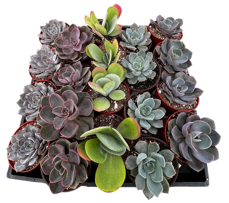 Bulk 4 inch Succulent Plants