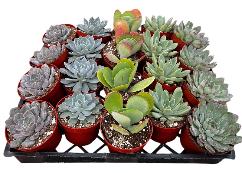 Bulk 4 inch Succulent Plants