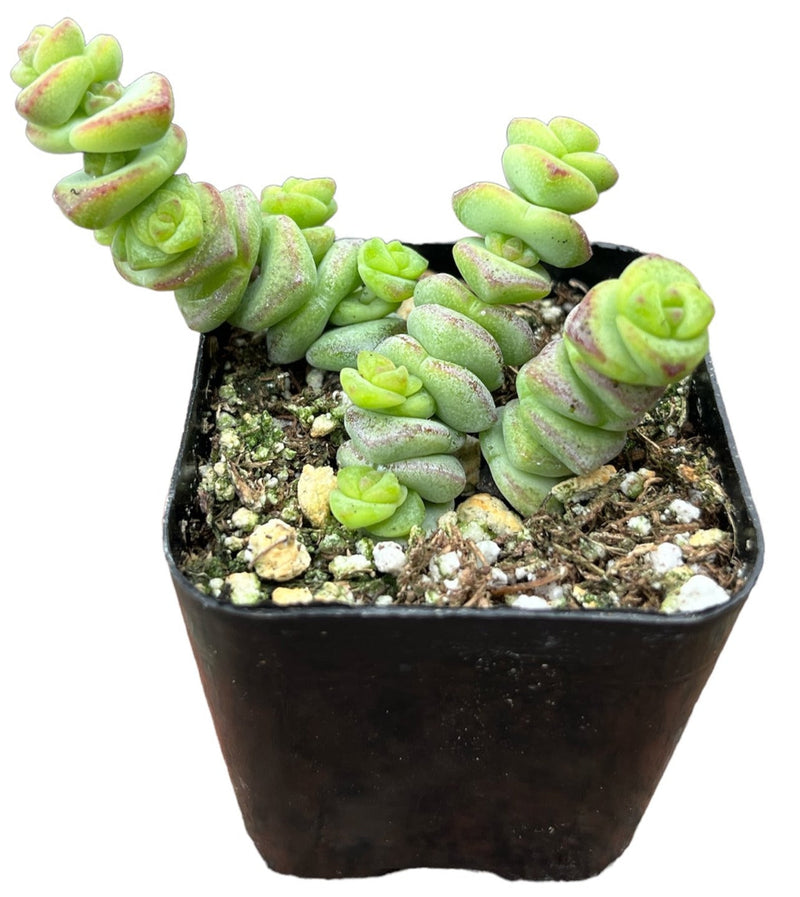 Crassula Baby Necklace