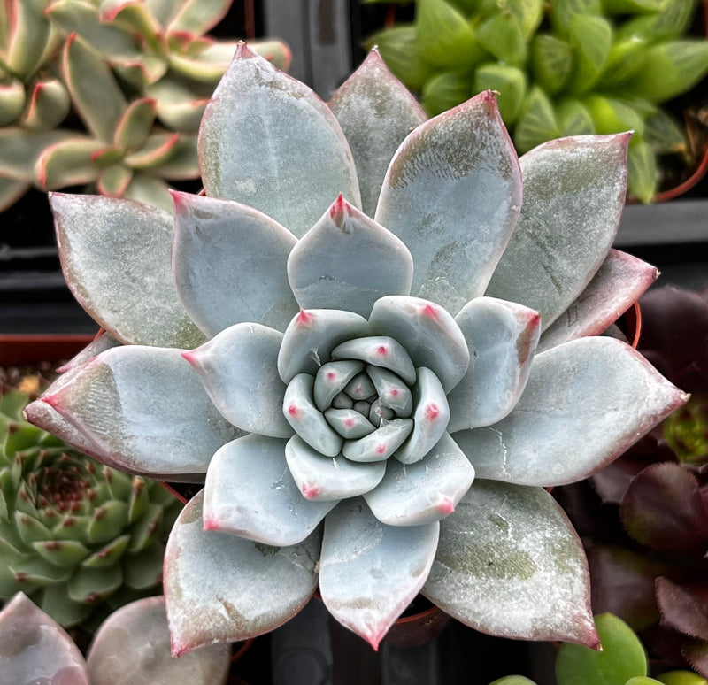 Echeveria Blue Bird