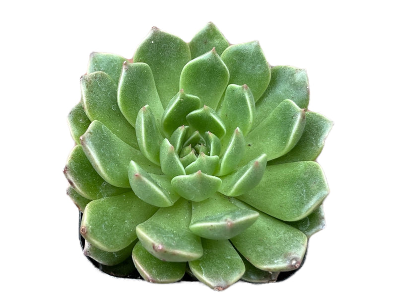 Echeveria Green Wheel
