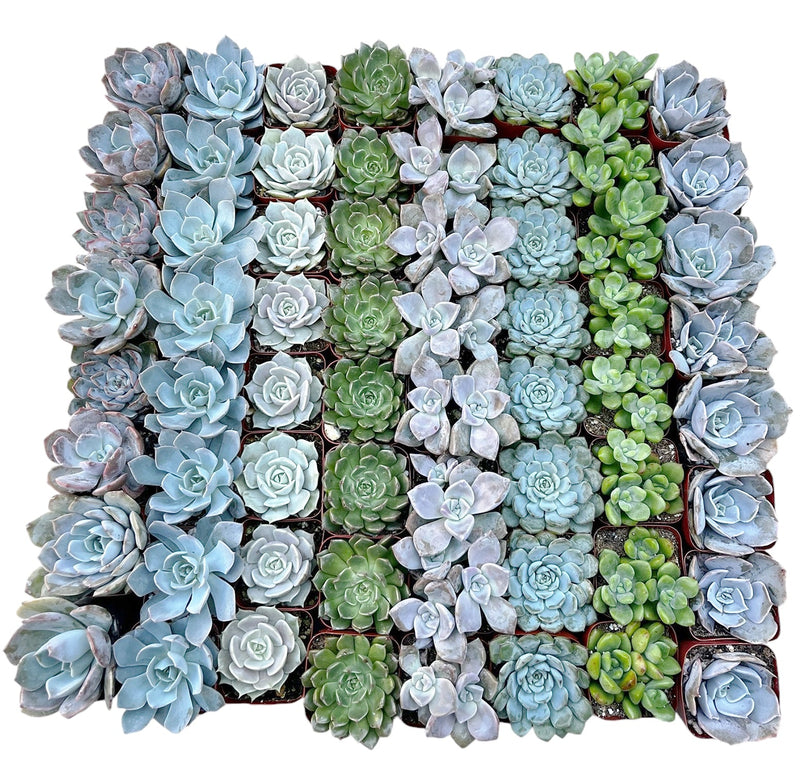 Bulk Echeveria Rosette Succulents