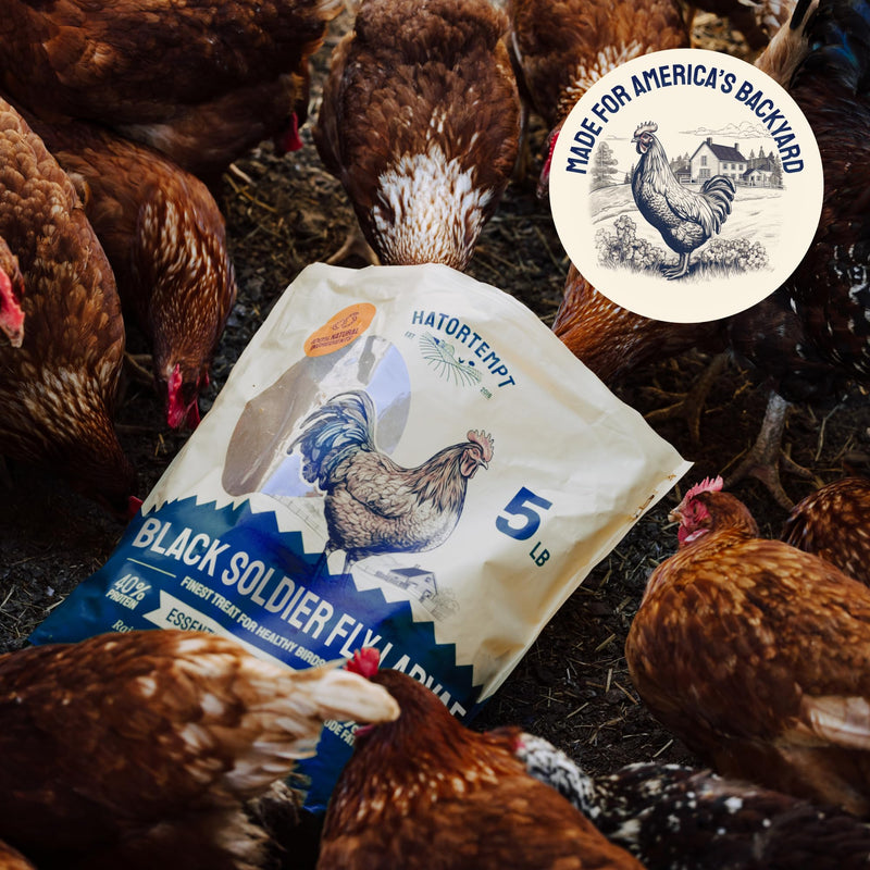 Dried Black Soldier Fly Larvae for Chickens