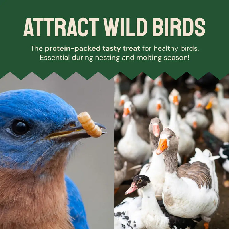 Dried Mealworms For Chickens