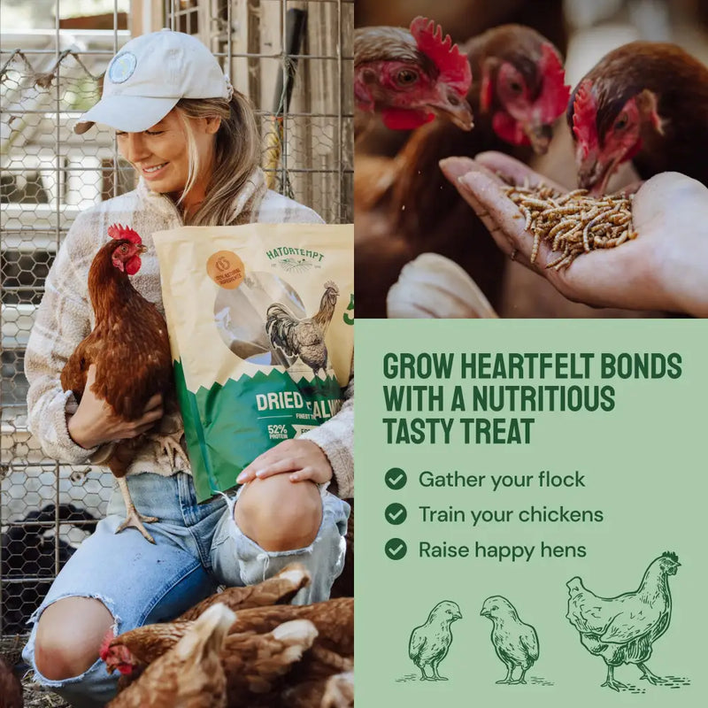 Dried Mealworms For Chickens