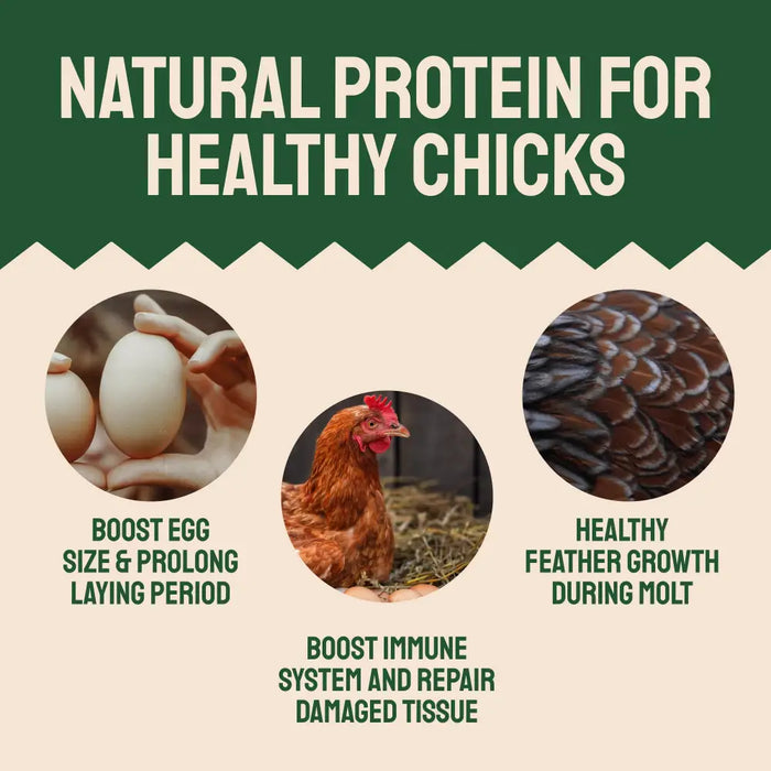 Dried Mealworms For Chickens