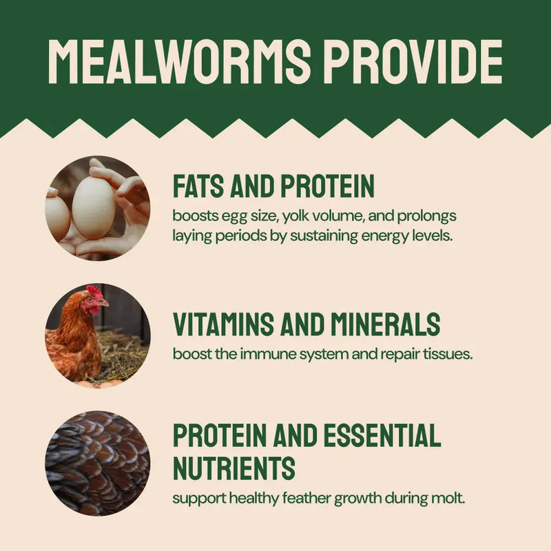 Dried Mealworms For Chickens