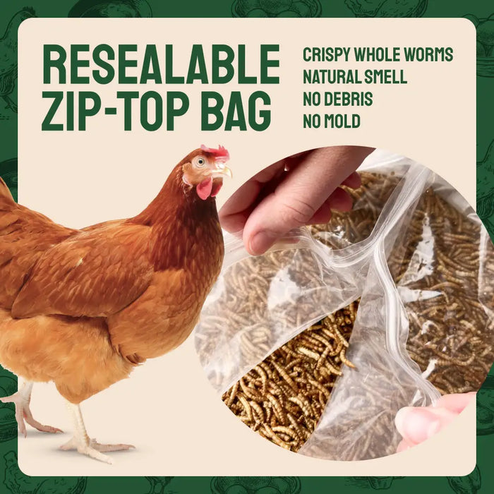 Dried Mealworms For Chickens